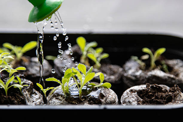 istock Watering young sprouts in seed-starting pods 2241102772