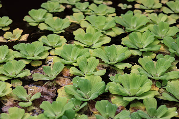 istock Water lettuce (Pistia stratiotes) floating plants grow on ponds and rivers. 2241105857