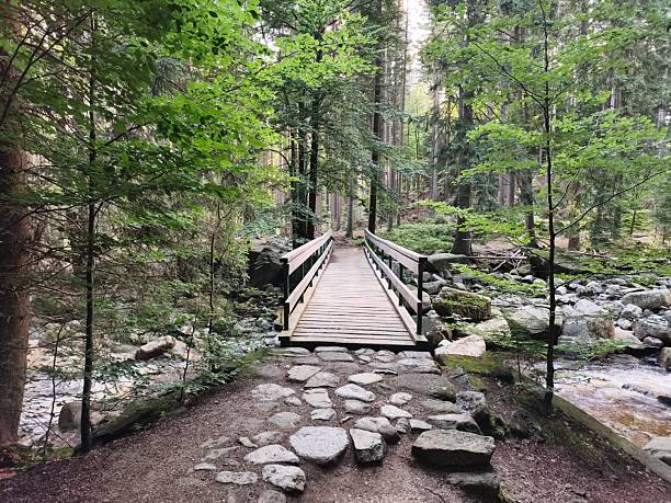 A serene scene features a charming wooden bridge among lush greenery and a gentle stream flowing nearby