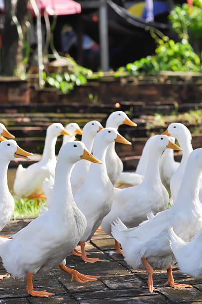 istock duck or ducks on the farm , farm animal 2241114057