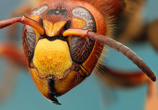 istock a large magnification of a hornet's head 2241114140