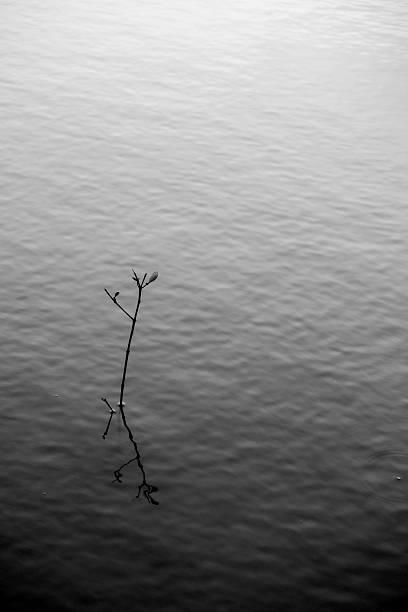 Mangrove tree growing on the seashore. Tree reflected on water for background