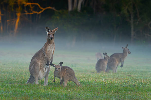 istock Kangaroo in field with juvenile 2241114720