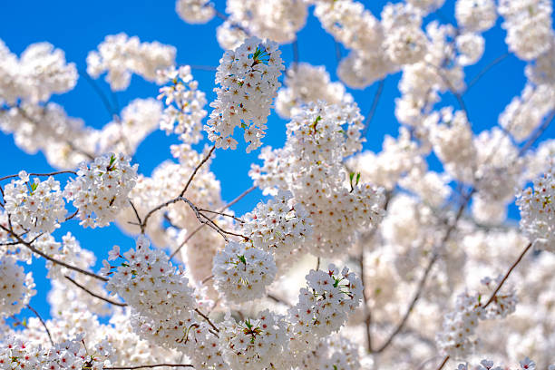 istock The cherry blossom tree background. White spring flowers the blossom fruit tree. Bunches of white cherry blossoms on blue sky. Spring day. Spring nature. 2241115001