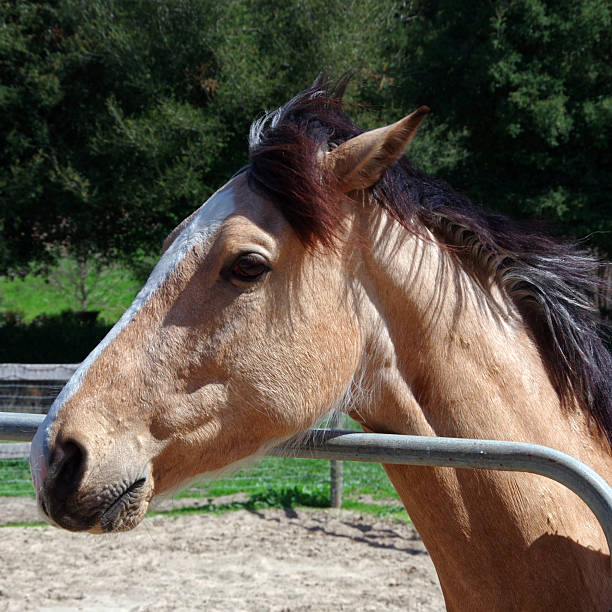 istock Portrait of a horse 2241115049