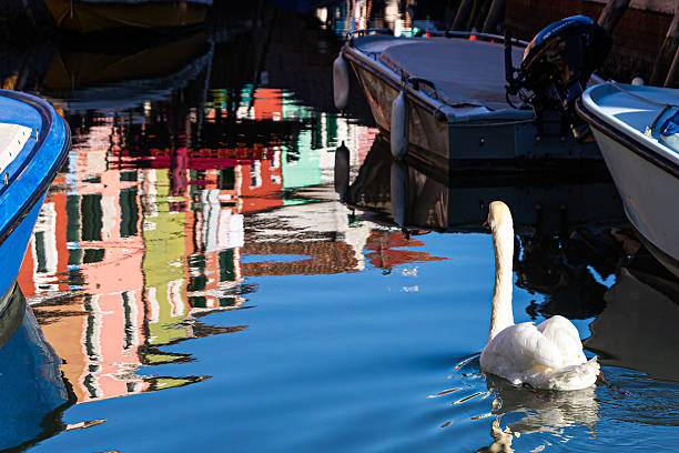 A white swan swims serenely past moored boats in a Burano canal, with vibrant reflections of the island's famous brightly colored houses shimmering on the blue water.