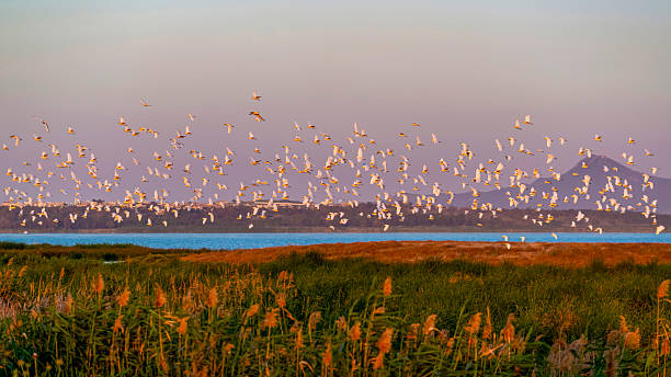 istock Flock of cattle egrets 2241117484