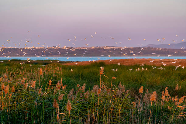 Flock of cattle egrets at sunset, over the Sebkha Séjoumi, large wetland in the vicinity of Tunis. Tunisia, north Africa.