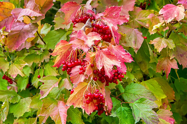 istock Bright autumn viburnum bush with berries 2241119809
