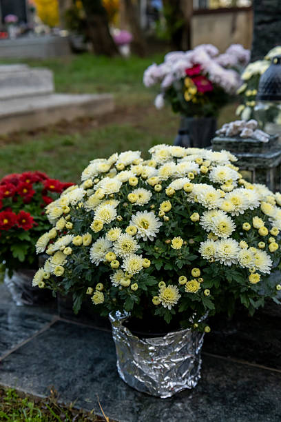 istock Potted white chrysanthemum flowers in cemetery decor 2241120546