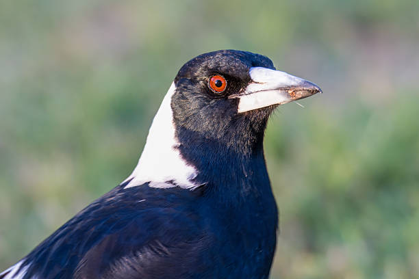 Juvenile Australian Magpie, Gymnorhina tibicen.