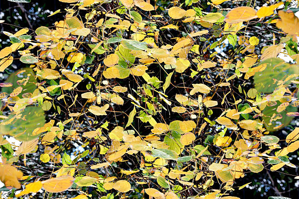 istock Abstract background of Sunlight through the Autumn leaves 2241121828