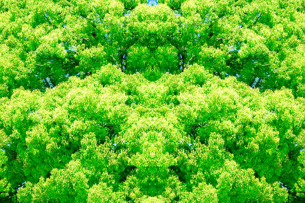 Abstract background of lush foliage fresh young leaves in springtime with sunlight.