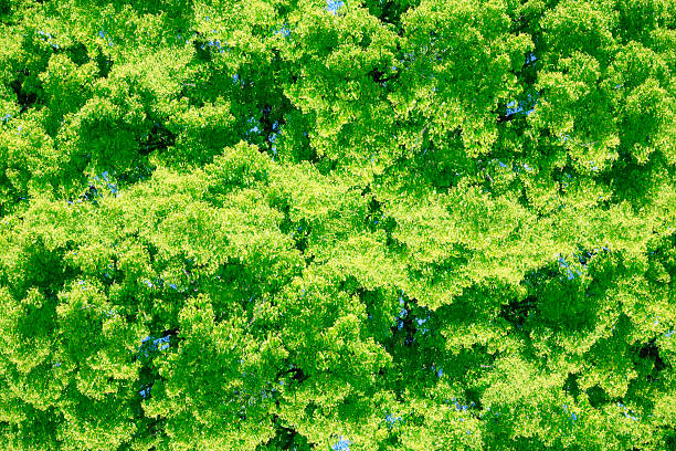 Abstract background of lush foliage fresh young leaves in springtime with sunlight.