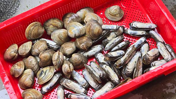 istock Clams and Razor Clams in Red Basket 2241125176