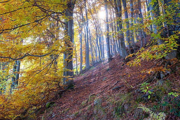 Mountain misty undergrowth in the Valdilana region (Piedmont, Northern Italy). This area is a famous nature reserve, full of trekking paths.