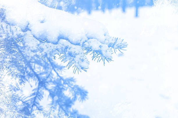 Frozen winter background. Blue ice winter background with tree branch, texture blue wallpaper. Banner design