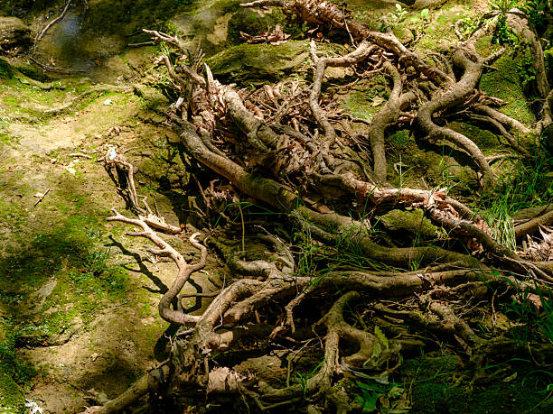 textured tree roots spreading across forest floor