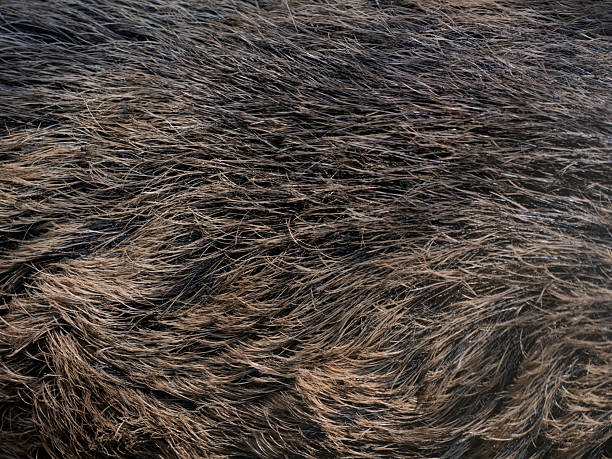 istock close-up of wild boar fur 2241128462