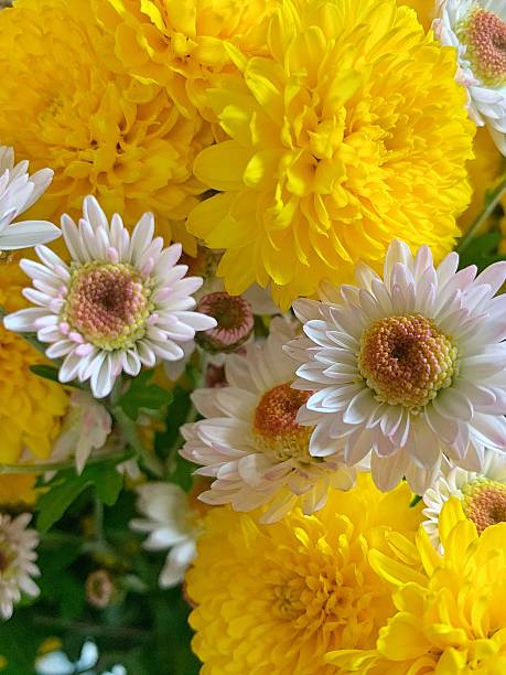 Close-up of blooming yellow and white chrysanthemums in soft daylight. Beautiful floral texture, natural background, autumn bouquet, and bright garden aesthetic. Perfect for nature, floral, and seasonal design concepts.