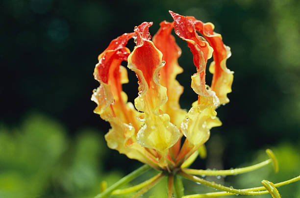 Gloriosa superba, flame lily, climbing lily, creeping lily, glory lily, gloriosa lily, tiger claw, fire lily,