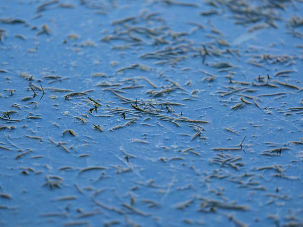 detailed view of water plants on lake surface