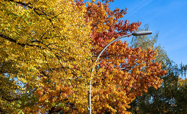 Germany, Berlin, Zehlendorf, October 13, 2025 - Trees in autumn colors - Berlin Zehlendorf