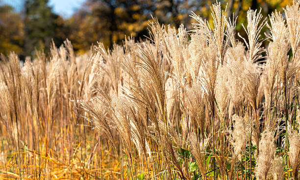 istock Ornamental grasses in autumn 2241132454
