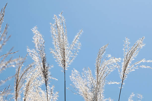istock White reeds in sunlight against a blue background 2241132551