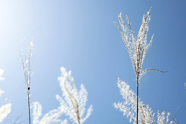 istock White reeds in sunlight against a blue background 2241132661