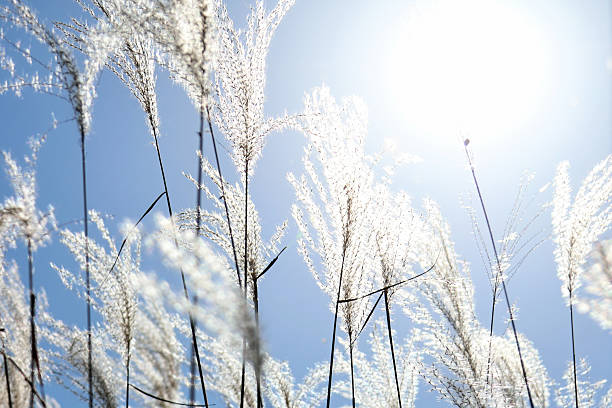 istock White reeds in sunlight against a blue background 2241132663