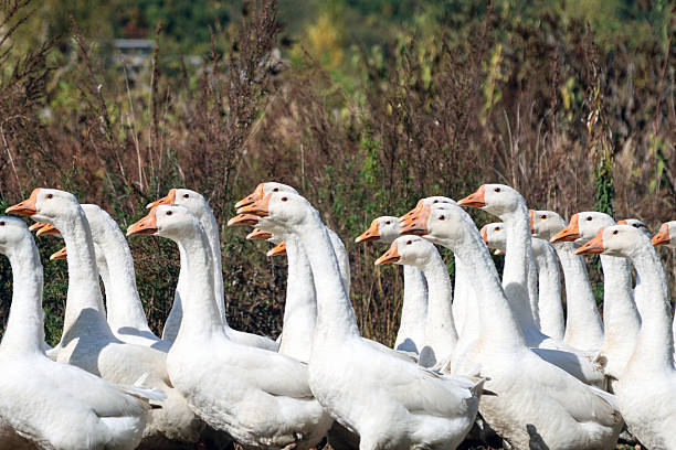 istock A group of white geese taking a walk 2241132779