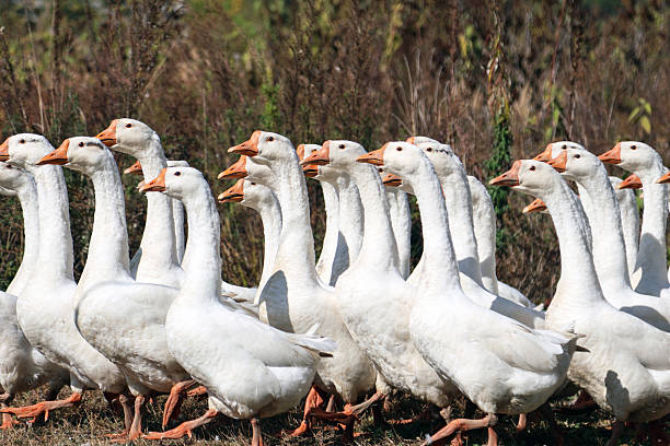istock A group of white geese taking a walk 2241132889