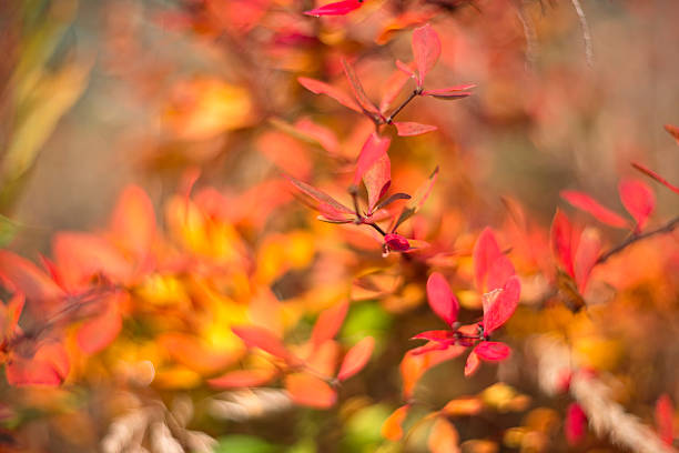 istock Red colorful autumn leaves on a branch 2241132899