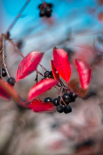 Red colorful autumn leaves on a branch
