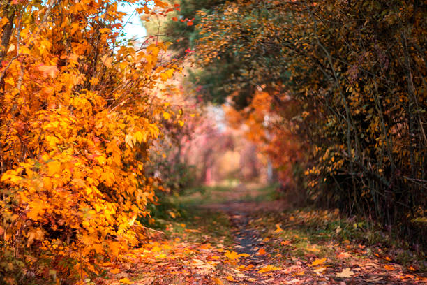 Vibrant autumn path through golden woods