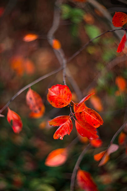 Red colorful autumn leaves on a branch