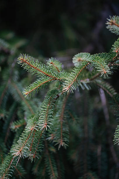 istock Close-Up of Evergreen Pine Branches 2241134997