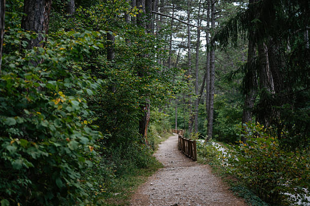 A beautiful forest path following a riverbank, bordered by a wooden fence and surrounded by dense greenery. The inviting composition captures the essence of eco-tourism, outdoor recreation, and sustainable travel in natural environments.