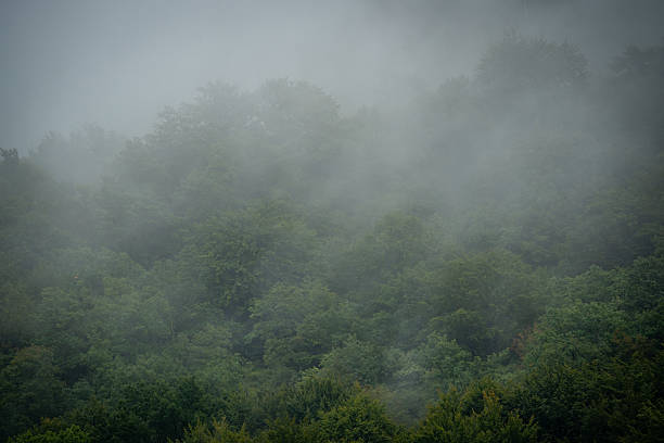 Dense green forest covered in morning mist, creating a dreamy and atmospheric natural scene. The layered trees and soft light represent untouched wilderness, biodiversity, and the changing moods of nature.