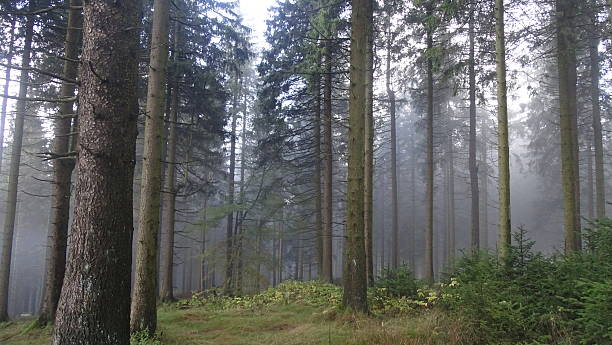 istock Magic Light in the German Woods - Moody Woods 2241137066