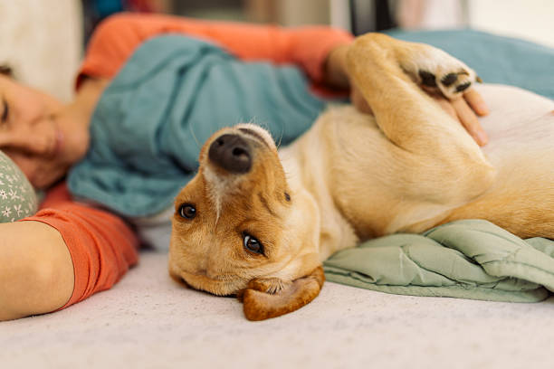 The dog lies on the couch.