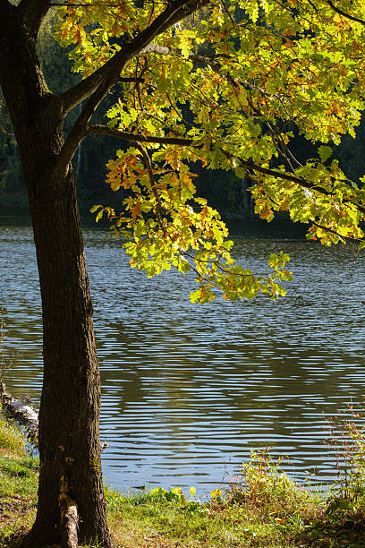 istock An oak tree in the sun against a backdrop of a river 2241137347