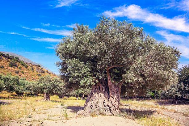 istock Old olive tree in field Crete Greece 2241137839