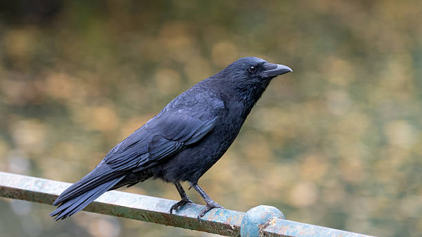 istock A Crow in High Quality with great Autumn Mood 2241137956