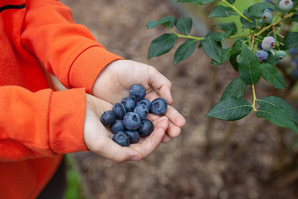 Close up of child's hands holding freshly picked blueberries. Blueberry bush with green leaves, brown soil, vibrant orange sweater on background.