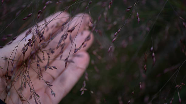 istock Hand touching delicate wild grass in soft natural light. Real authentic photo. Human connection with nature. 2241138187
