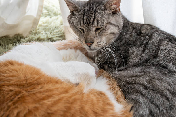 istock Two cute cats relaxing by the window 2241139421