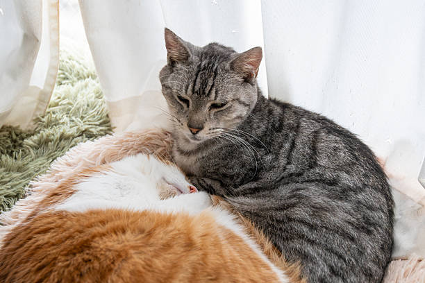 istock Two cute cats relaxing by the window 2241139435