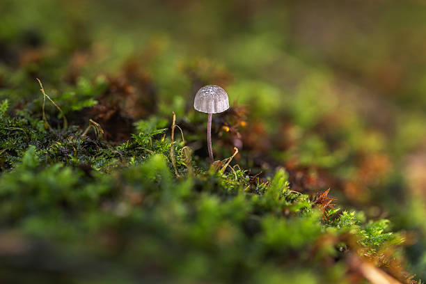 A tiny mushroom rises from vibrant moss, capturing a peaceful, natural moment on the forest floor. Soft light and shallow depth of field emphasize the delicate cap and slender stem.